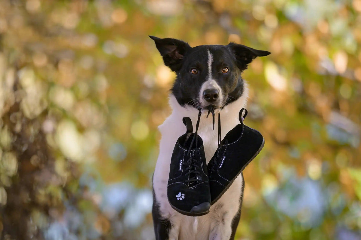 Saltic | Dog | Barfotaskor för hundsport Saltic TJÅKKO