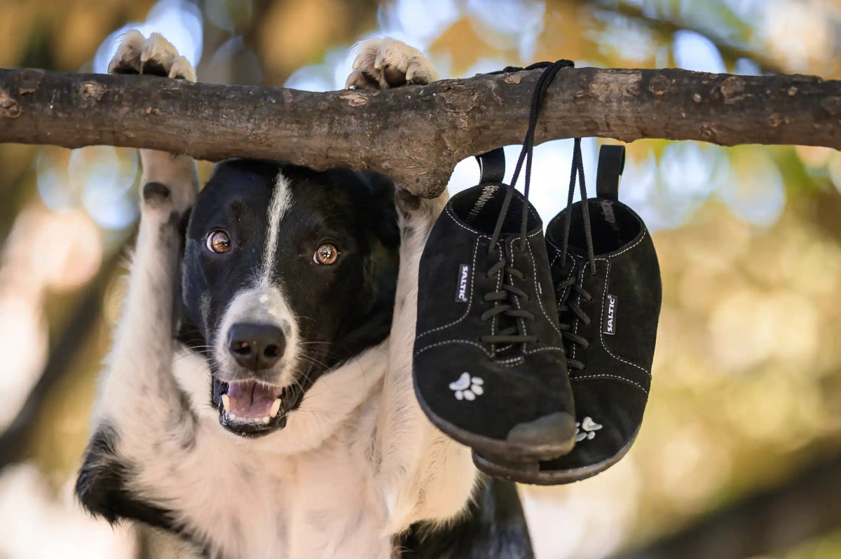 Saltic | Dog | Barfotaskor för hundsport Saltic TJÅKKO